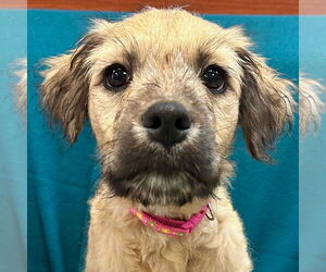 Mutt Dogs for adoption in Jefferson, WI, USA