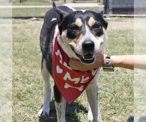 Mutt Dogs for adoption in San Antonio, TX, USA