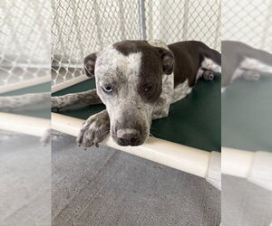 Mutt Dogs for adoption in Conroe, TX, USA
