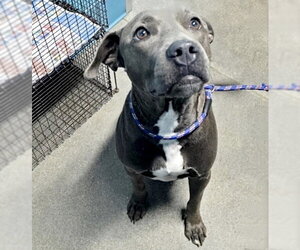 Mutt Dogs for adoption in Houston, TX, USA