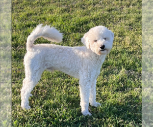 Poodle (Miniature)-Unknown Mix Dogs for adoption in Cranston, RI, USA