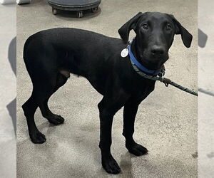 Great Dane-Labrador Retriever Mix Dogs for adoption in Forestville, MD, USA