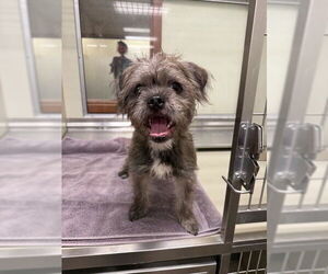 Cairn Terrier Dogs for adoption in Upland, CA, USA