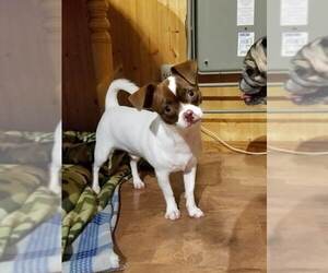 Jug Dogs for adoption in Arlington, WA, USA