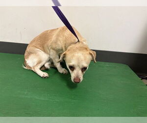 Chihuahua Dogs for adoption in Corona, CA, USA