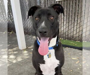 Borador Dogs for adoption in Alameda, CA, USA