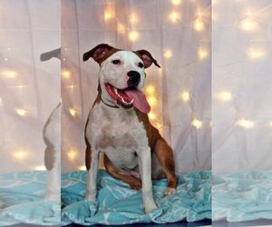 American Bulldog-Unknown Mix Dogs for adoption in Crandall, GA, USA