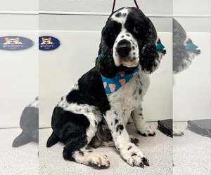 Cocker Spaniel Dogs for adoption in Sioux Falls, SD, USA