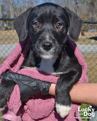 Medium Photo #1 Mutt Puppy For Sale in Washington, DC, USA
