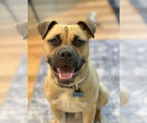 Black Mouth Cur-Unknown Mix Dogs for adoption in Cary, NC, USA