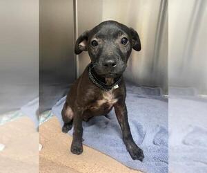 Black Mouth Cur Dogs for adoption in Naples, FL, USA