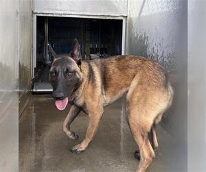 Mutt Dogs for adoption in Camarillo, CA, USA