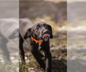 Labrador Retriever-Unknown Mix Dogs for adoption in Belleville, IL, USA