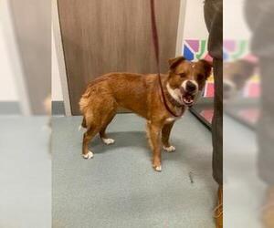 Australian Shepherd-Unknown Mix Dogs for adoption in Baytown, TX, USA