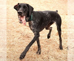German Shorthaired Pointer Dogs for adoption in Menlo Park, CA, USA