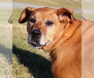 Rhodesian Ridgeback Dogs for adoption in Bedford, VA, USA