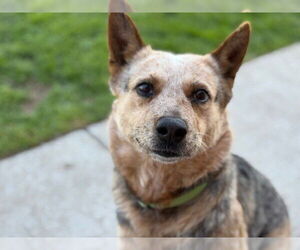 Australian Cattle Dog Dogs for adoption in Tulsa, OK, USA