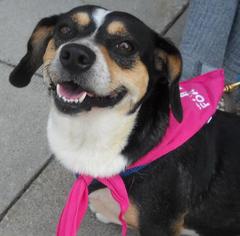 Beagi Dogs for adoption in Ashland, VA, USA