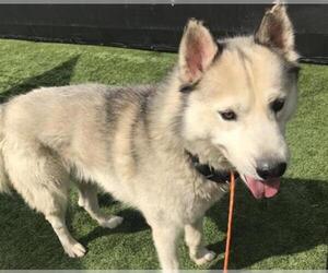 Alaskan Malamute Dogs for adoption in Orange, CA, USA