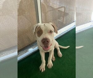 Bullypit Dogs for adoption in Key Largo, FL, USA
