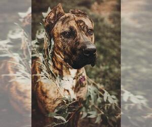 Presa Canario Dogs for adoption in Las Vegas, NV, USA