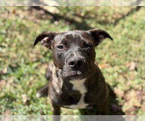 American Pit Bull Terrier Dogs for adoption in Tulsa, OK, USA