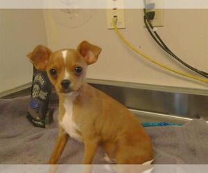 Chihuahua Dogs for adoption in Sacramento, CA, USA