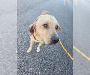 Labrador Retriever-Unknown Mix Dogs for adoption in Houston, TX, USA