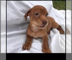 Mutt Dogs for adoption in Thonotosassa, FL, USA