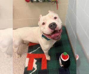 Mutt Dogs for adoption in Brighton, CO, USA