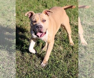 Staffordshire Bull Terrier Dogs for adoption in Green Forest, AR, USA