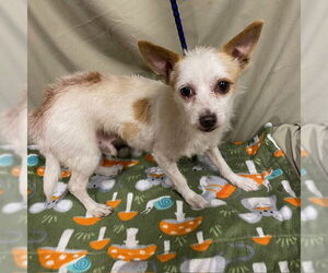 Rat Terrier Dogs for adoption in Modesto, CA, USA