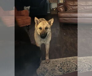 German Shepherd Dog Dogs for adoption in Seattle, WA, USA