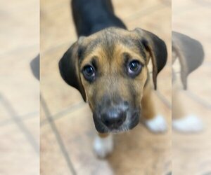Beagle-Unknown Mix Dogs for adoption in Carrollton , VA, USA