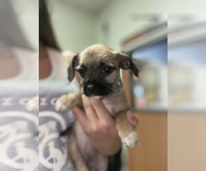Pug-Shih Tzu Mix Dogs for adoption in Santa Cruz, CA, USA