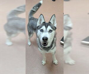 Siberian Husky Dogs for adoption in Ogden, UT, USA