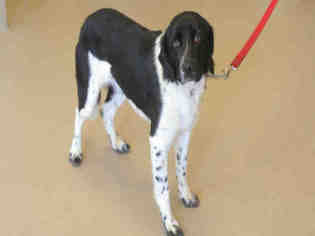 English Springer Spaniel Dogs for adoption in Decatur, IL, USA
