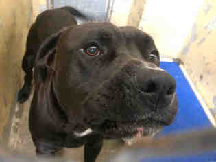 Mastiff Dogs for adoption in Downey, CA, USA