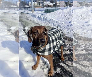 Redbone Coonhound-Unknown Mix Dogs for adoption in Westwood, NJ, USA
