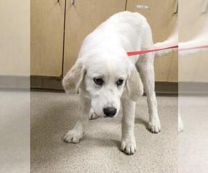 Labrador Retriever-Unknown Mix Dogs for adoption in Riverside, CA, USA
