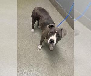 American Pit Bull Terrier-Unknown Mix Dogs for adoption in Las Vegas, NV, USA