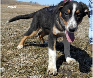 Border-Aussie Dogs for adoption in Oskaloosa, IA, USA