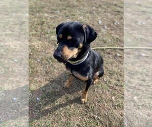 Eurasier-Unknown Mix Dogs for adoption in Front Royal, VA, USA