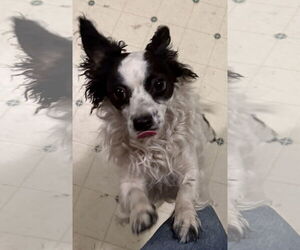 Papillon-Unknown Mix Dogs for adoption in Fort Collins, CO, USA