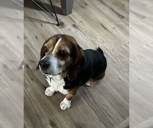 Beagle Dogs for adoption in Springdale, PA, USA