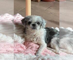 Shih Tzu Dogs for adoption in Caribou, ME, USA