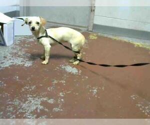 Chiweenie Dogs for adoption in Atlanta, GA, USA