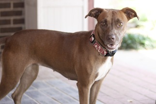 Black Mouth Cur-Pointer Mix Dogs for adoption in Pensacola, FL, USA
