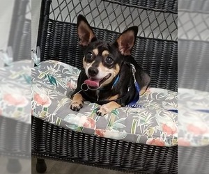 American Rat Pinscher Dogs for adoption in Ellijay, GA, USA