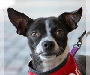 Boston Huahua Dogs for adoption in Mission Viejo, CA, USA